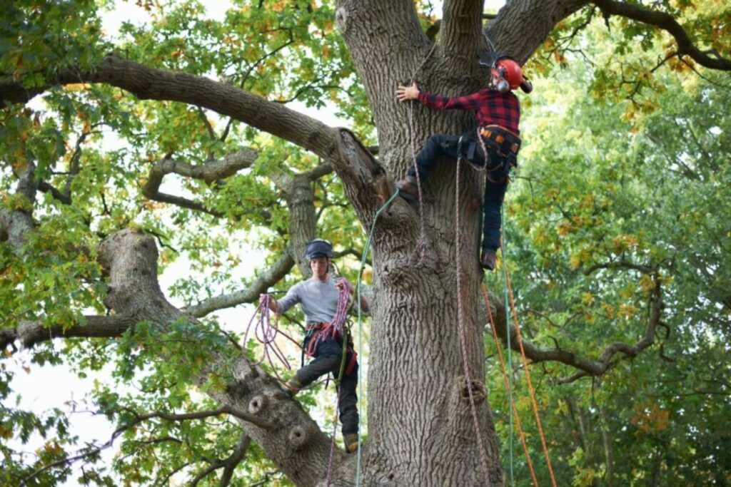 Tree Surgeons